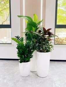 江北植物租摆公司，给你意想不到的植物租赁体验！